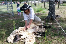 Ovenálie Zlobice: 23. ročník ovčáckých slavností nabídne stříž ovcí, farmářský trh i program pro děti